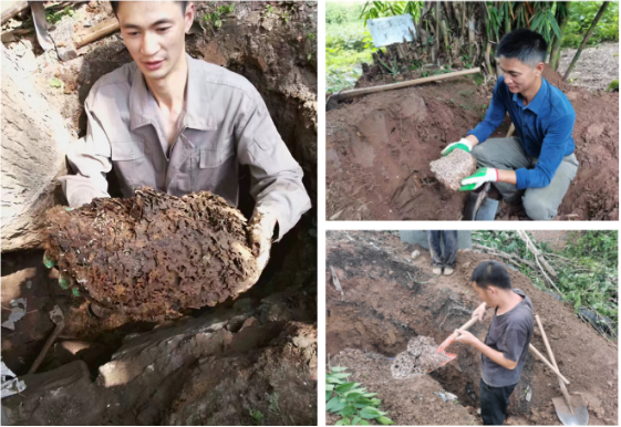 水庫白蟻治理現場
